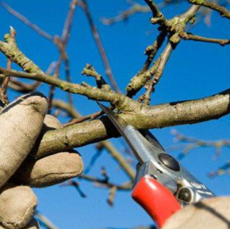 pruning